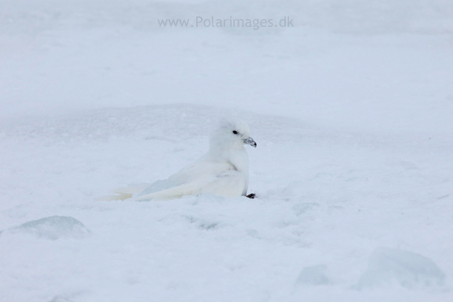 Snow petrel, Jonassen Island_MG_0318