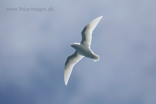 Snow petrel, Southern Ocean_MG_9441