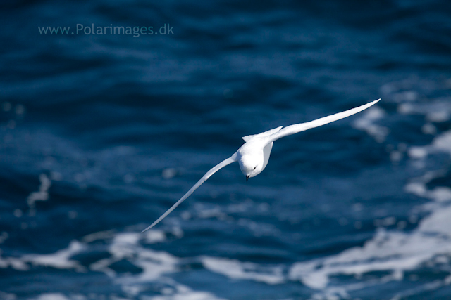 Snow petrel, Southern Ocean_MG_9450