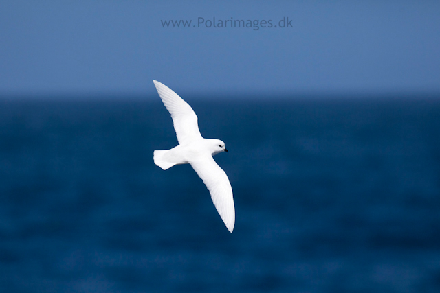 Snow petrel, Southern Ocean_MG_9501