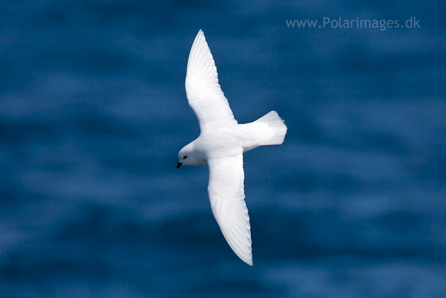 Snow petrel, Southern Ocean_MG_9506