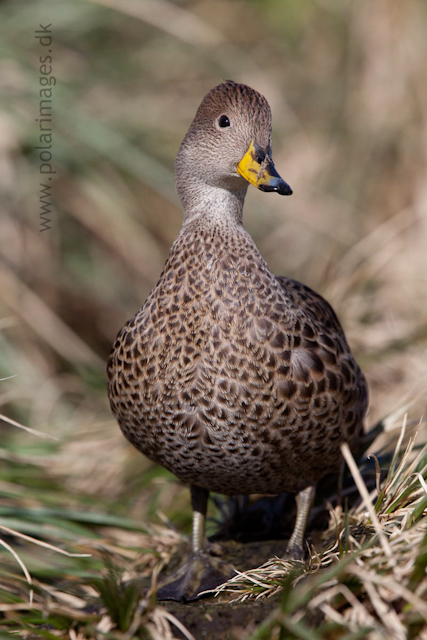 South Georgia Pintail, Prion Island_MG_1405