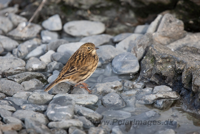 South Georgia Pipit, Prion Island_MG_1745