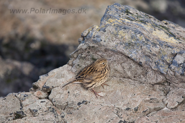 South Georgia Pipit, Prion Island_MG_1755