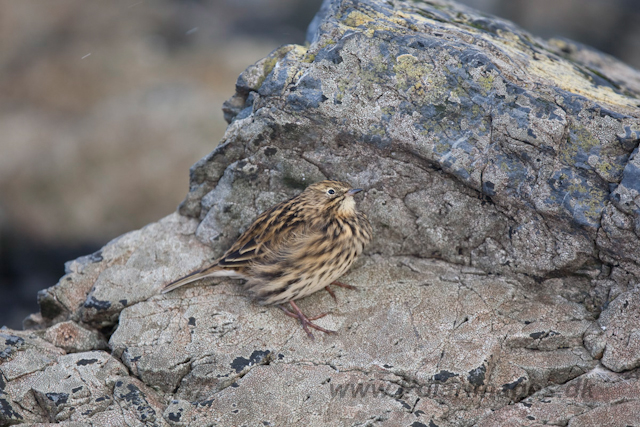 South Georgia Pipit, Prion Island_MG_1758