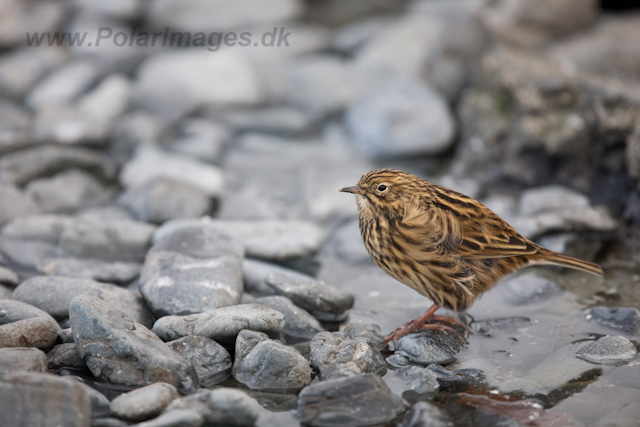 South Georgia Pipit, Prion Island_MG_1770