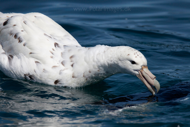 White morph Southern giant petrel_MG_9782