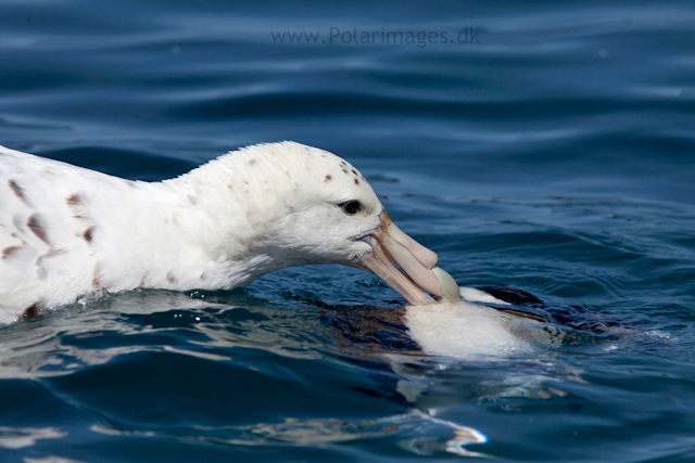 White morph Southern giant petrel_MG_9789