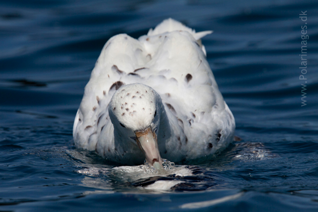 White morph Southern giant petrel_MG_9793