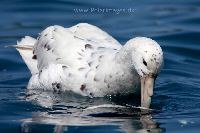 White morph Southern giant petrel_MG_9808