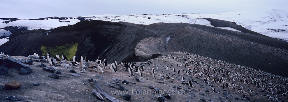 Baily Head, Deception Island (10)