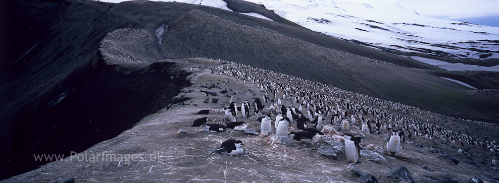 Baily Head, Deception Island (11)