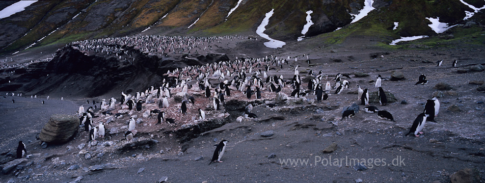 Baily Head, Deception Island (13)