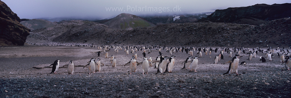 Baily Head, Deception Island (14)