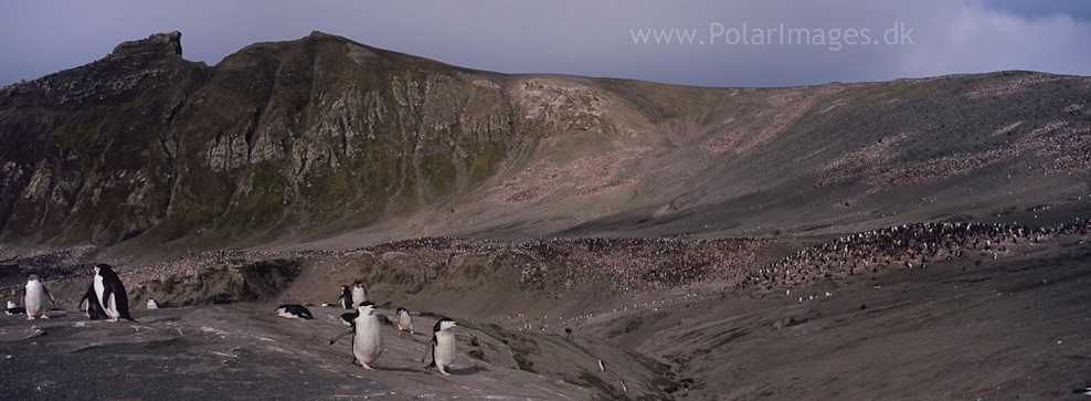 Baily Head, Deception Island (15)