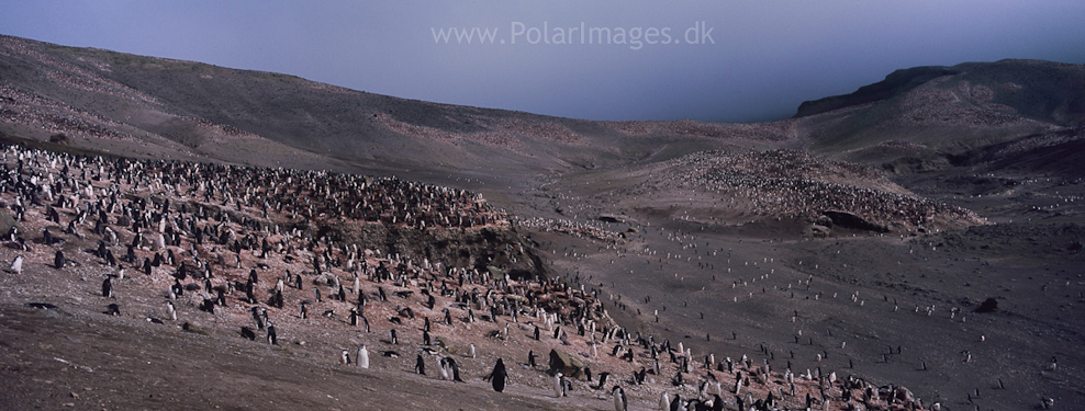 Baily Head, Deception Island (16)