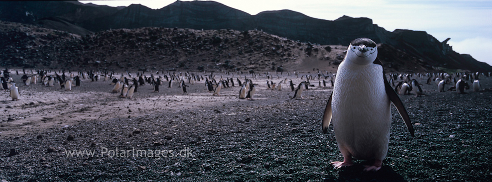 Baily Head, Deception Island (17)