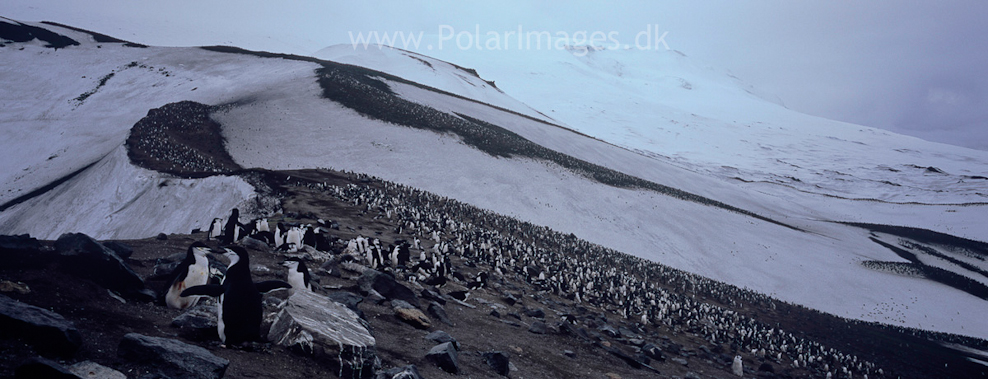 Baily Head, Deception Island (1)