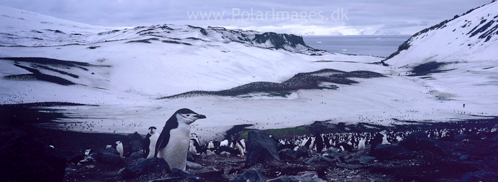 Baily Head, Deception Island (2)