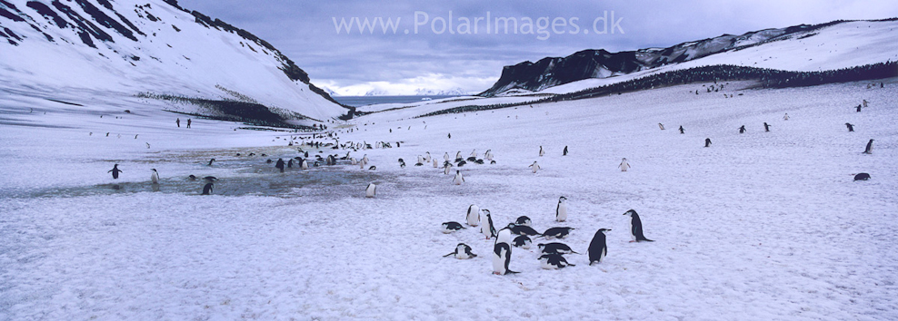 Baily Head, Deception Island (3)