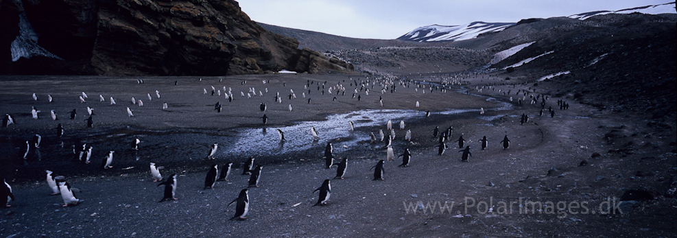 Baily Head, Deception Island (4)