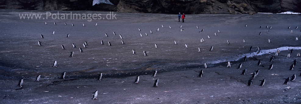 Baily Head, Deception Island (5)