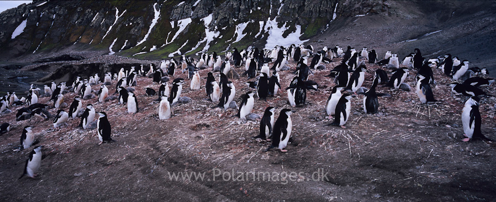 Baily Head, Deception Island (6)