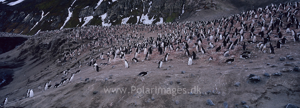 Baily Head, Deception Island (7)