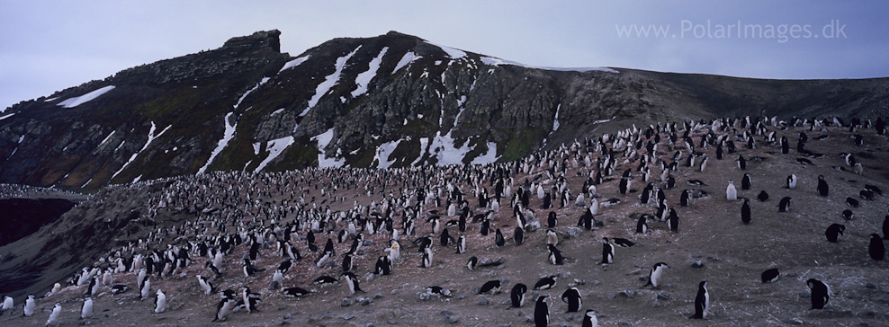 Baily Head, Deception Island (8)