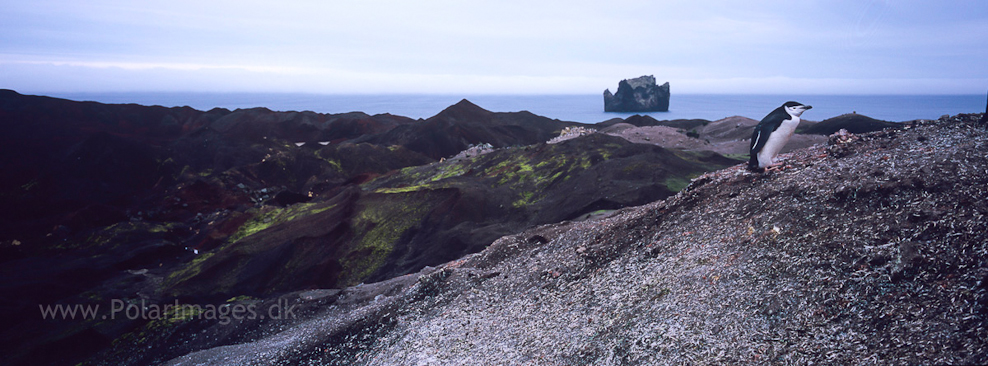 Large Chinstrap rookery, south side of Deception Island (1)