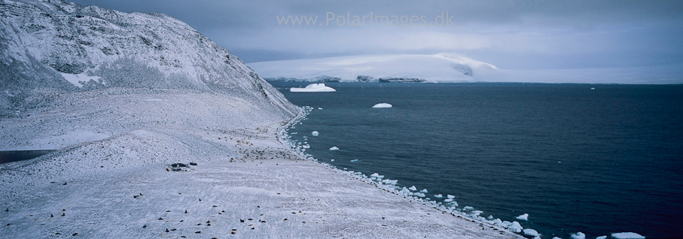 Paulet Island late season