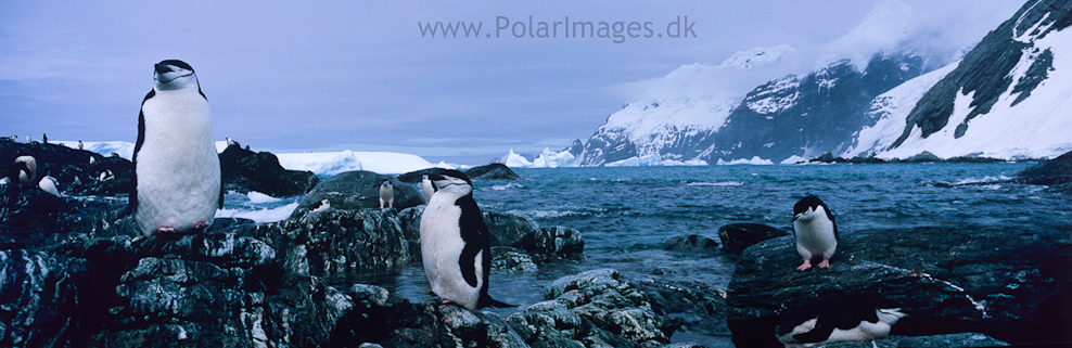 Point Wild, Elephant Island (1)