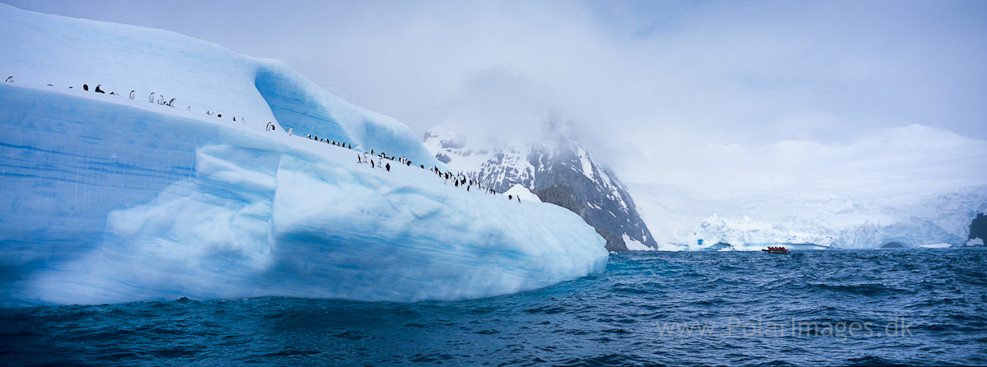 Point Wild, Elephant Island (3)
