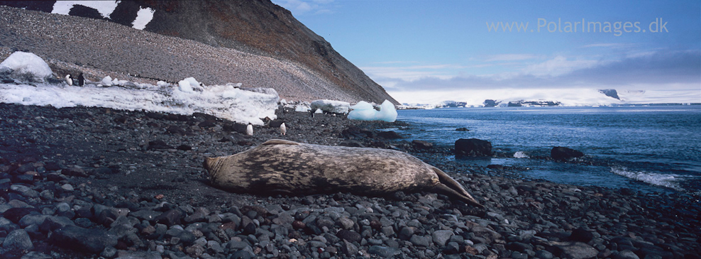 Weddell seal, Paulet Island