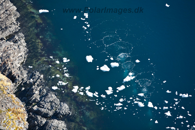 Diving Antarctica_MG_9826