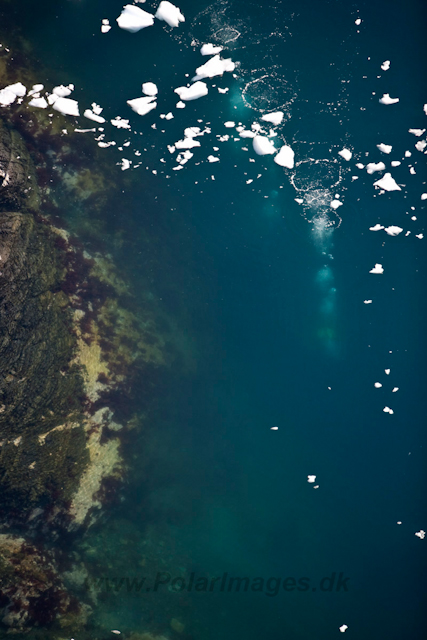 Diving Antarctica_MG_9827