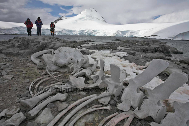 Jougla Point whale bones_MG_4968