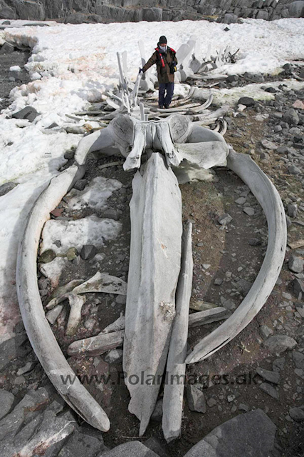 Jougla Point whale bones_MG_4974