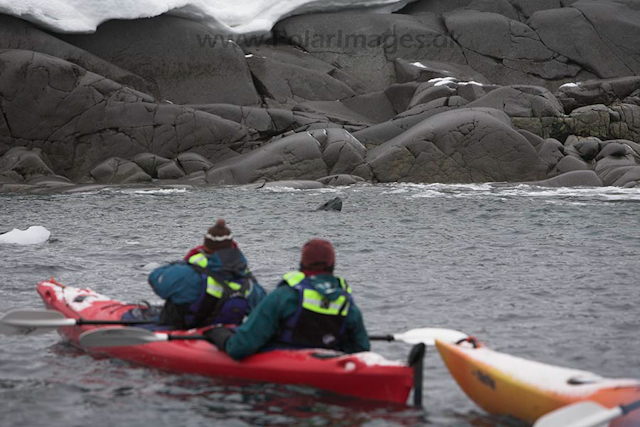 Kayaking with Leopard seal_MG_8896