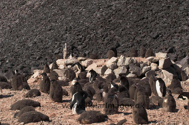 Wennesgaard's grave. Paulet Island, summer PICT8125