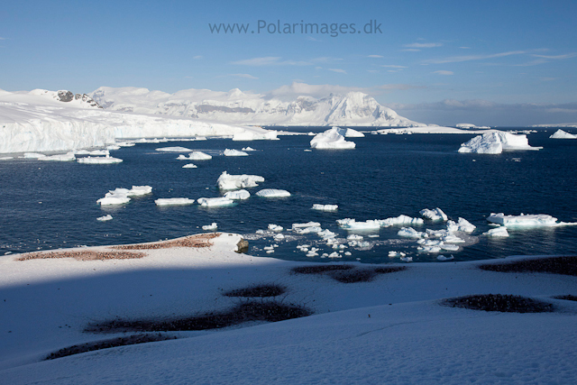 Cuverville Island_MG_0368