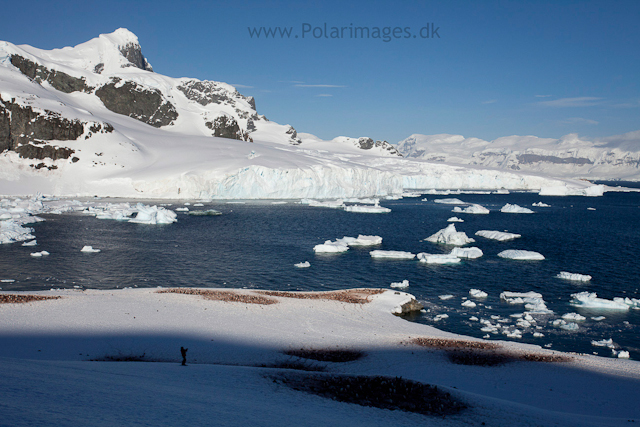 Cuverville Island_MG_0378