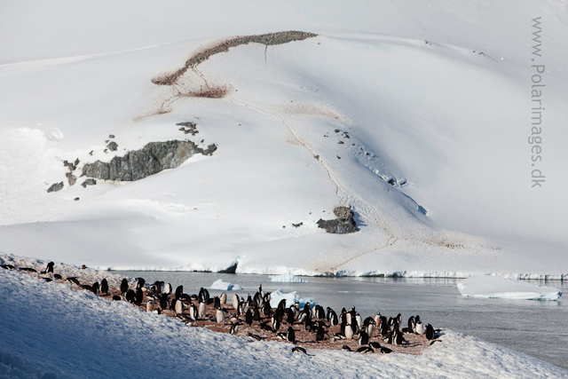 Cuverville Island_MG_0392