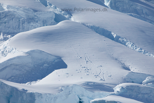 Glacier impressions, Paradise Bay_MG_0721