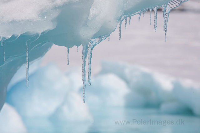 Ice_MG_2228