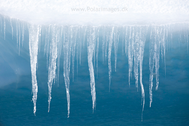 Icicles on iceberg, Errera Channel_MG_0424