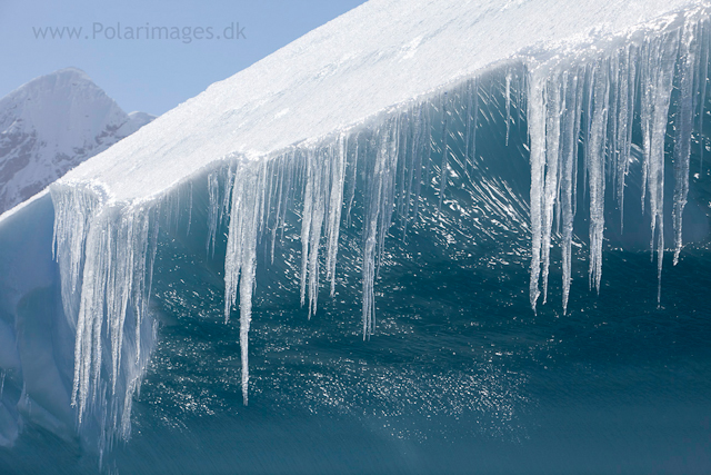 Icicles on iceberg, Errera Channel_MG_0453