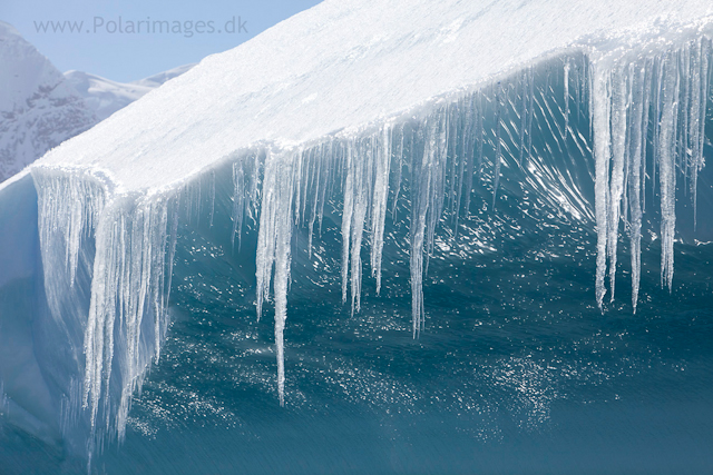 Icicles on iceberg, Errera Channel_MG_0456