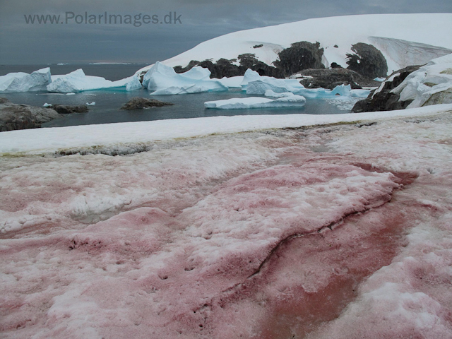 Snow algae, Petermann Island IMG_0767
