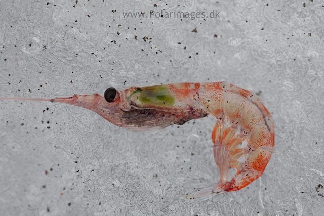 Antarctic krill_MG_3623